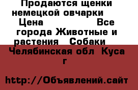 Продаются щенки немецкой овчарки!!! › Цена ­ 6000-8000 - Все города Животные и растения » Собаки   . Челябинская обл.,Куса г.